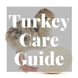 Turkey Care Guide